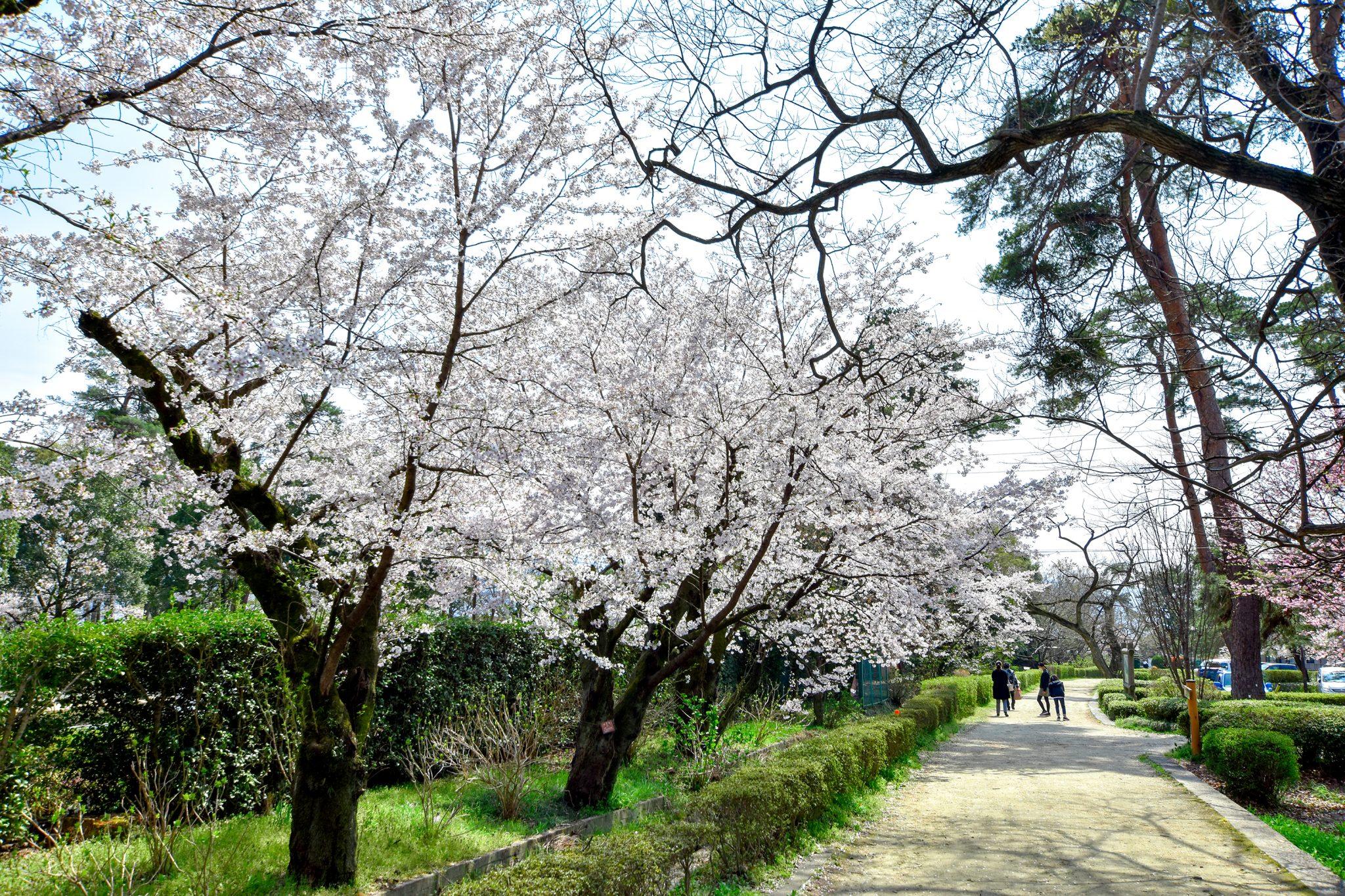 🏞️ 만리키 공원 (만요노모리) 이미지 7